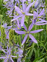 Camassia leichtlinii Caerulea (fam. Hyacinthacees) (5) (Photo F. Mrugala)